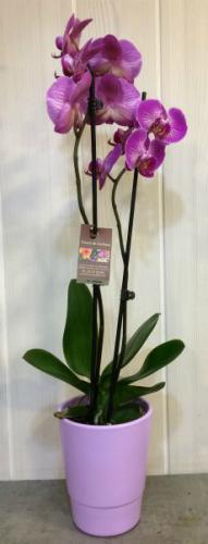 Réf:3004 Pôt d'orchidées