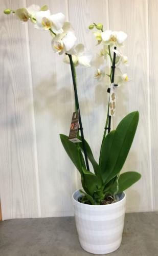 Réf:3005 Pôt d'orchidées